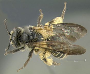 Media type: image;   Entomology 609578 Aspect: habitus dorsal view